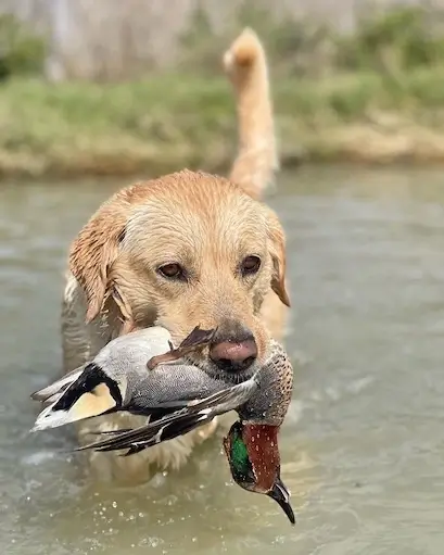 duck hunting Corpus Christi